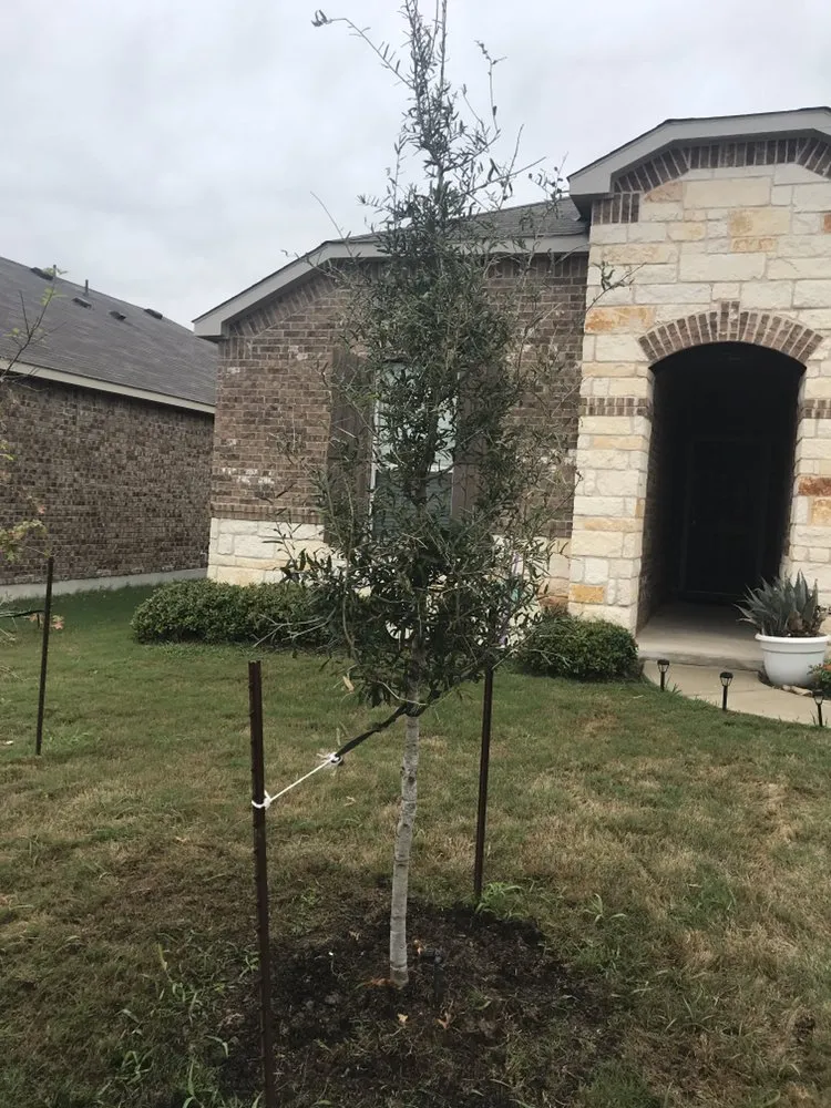 Affordable lawn mowing service for residential properties in Hutto, TX by Nova Lawn Care