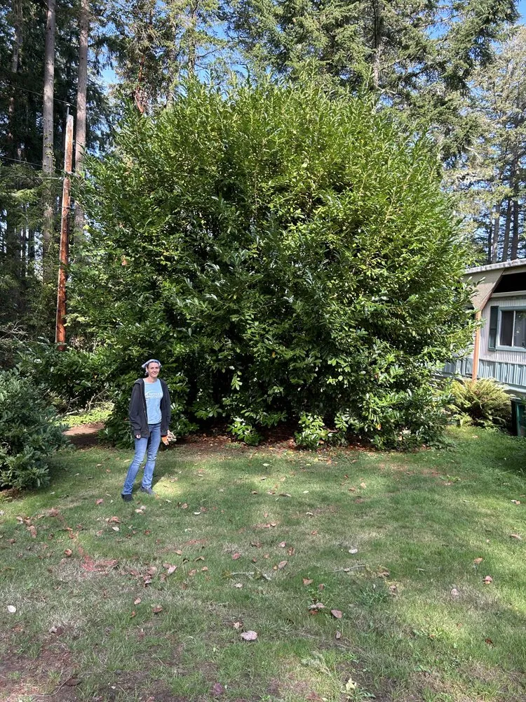 Reliable landscape installation in Sequim, WA by Nova Preservation