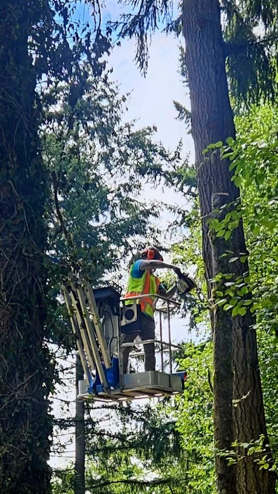 Affordable lawn mowing service in Sequim, WA - Nova Preservation