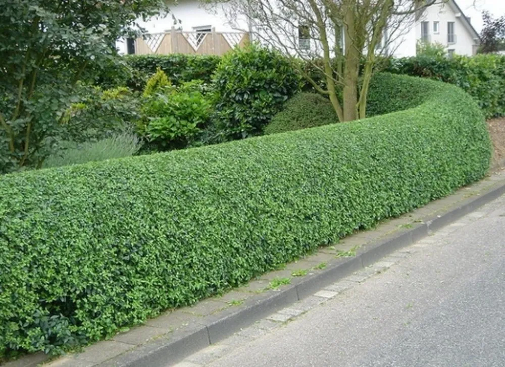 Local lawn care service in Melbourne, FL by Nova-Starr Home Solutions