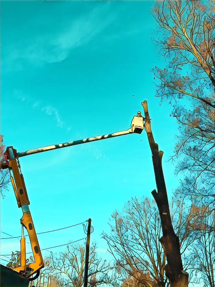 Reliable outdoor landscaping near you in Concord, NC by Nova Tree Care Inc.