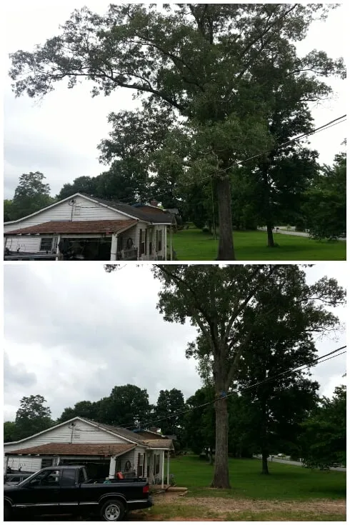 Affordable lawn mowing service in Concord, NC - Nova Tree Care Inc.