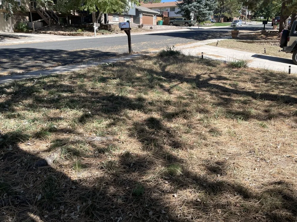 Local yard cleanup service experts serving Colorado Springs, CO - Nova Yard Care