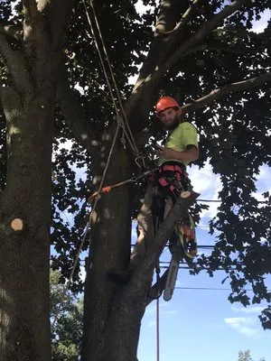 Novak’s Lawn & Tree Services Logo
