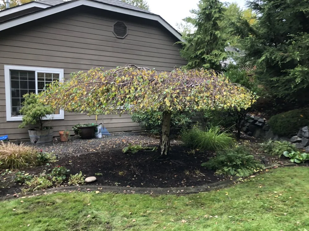 Professional outdoor landscaping experts serving Bellingham, WA - Novara