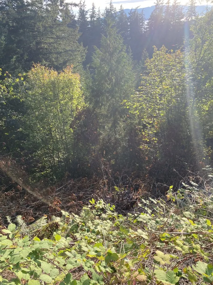 Local landscape design near you in Bellingham, WA by Novara