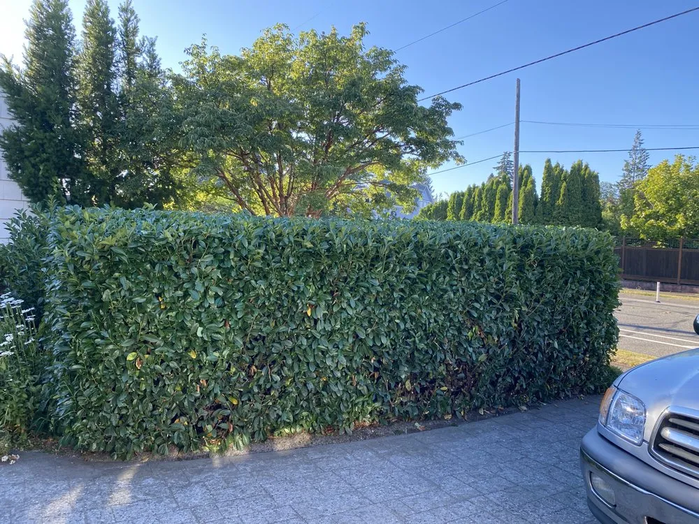 Custom yard maintenance in Bellingham, WA - Novara