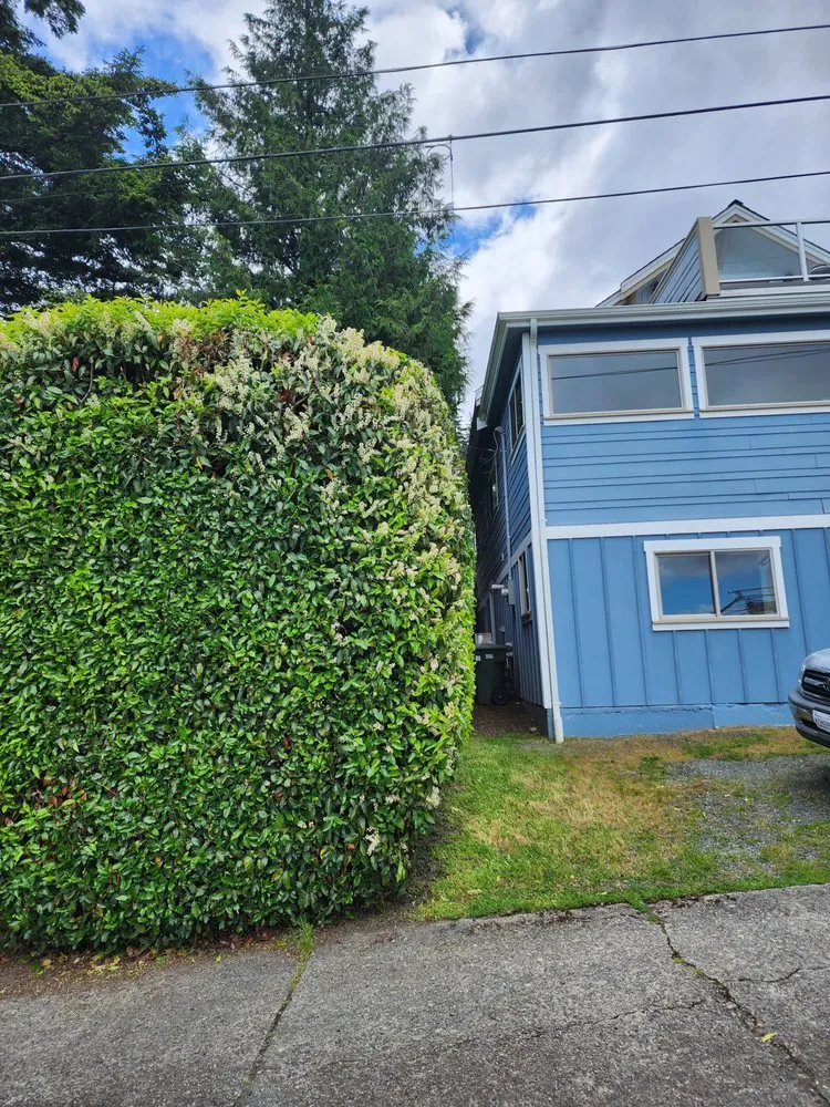 Expert yard cleanup service in Bellingham, WA by Novara