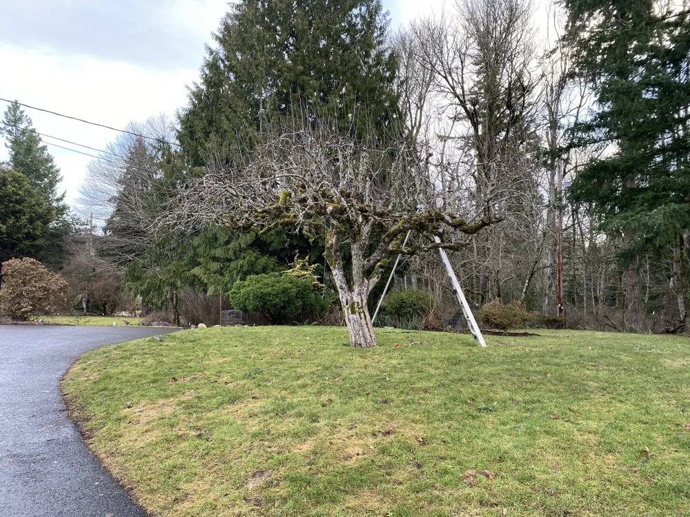 Expert lawn mowing service for residential properties across Bellingham, WA - Novara