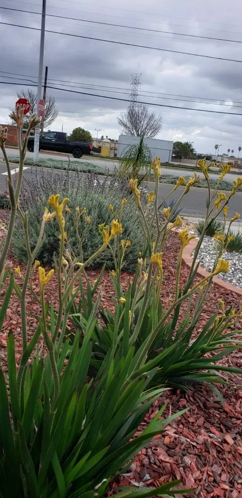 Trusted garden landscaping for year-round maintenance in Hemet, CA by NovaScape Solutions
