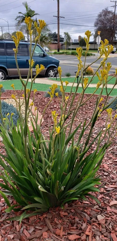 Professional landscaping services for outdoor upgrades in Hemet, CA by NovaScape Solutions