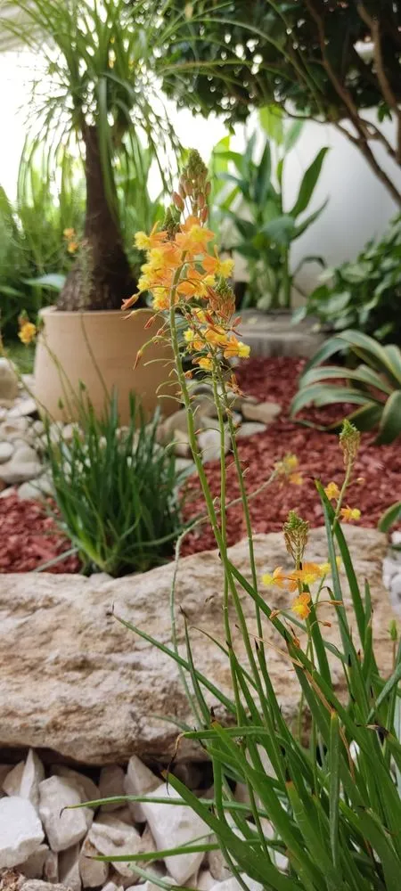 Custom landscape installation in Hemet, CA by NovaScape Solutions