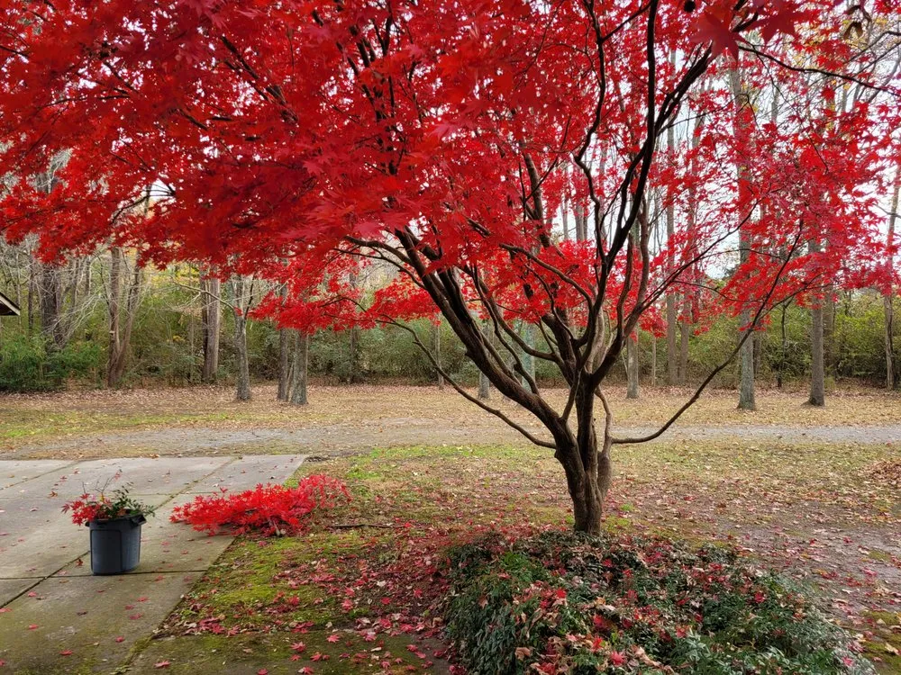 Affordable lawn mowing service in Chesapeake, VA - Novel Lots