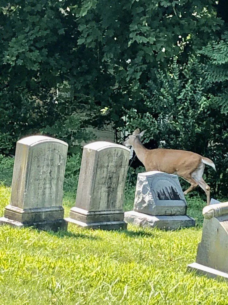 Professional lawn mowing service in West Norriton, PA by Novitski Landscapes