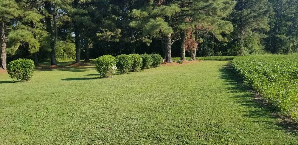 Expert landscaping services for residential properties in Greenville, NC by N&P Lawn Care