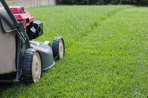 Custom yard cleanup service in Shedd, OR - NPM Lawn Care