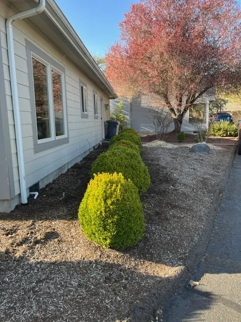 Reliable yard maintenance experts serving Shedd, OR - NPM Lawn Care