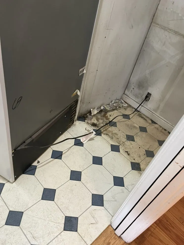 Custom yard cleanup service in Euclid, OH by NR Management and Construction