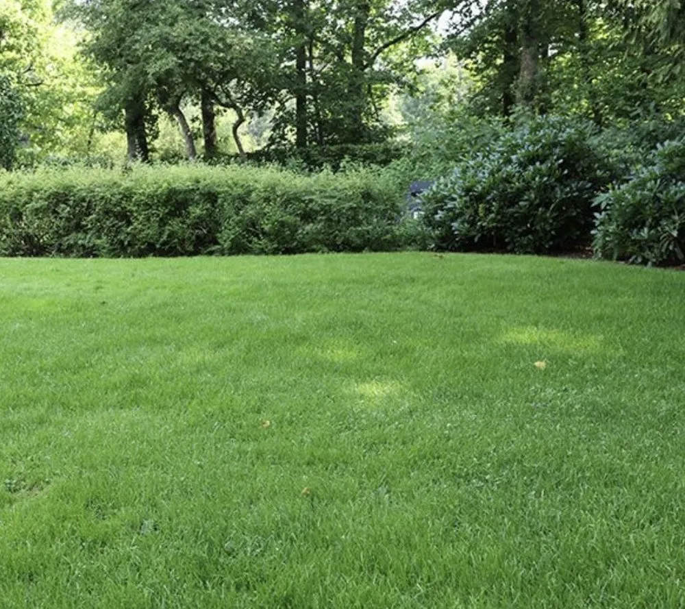 Professional yard cleanup service for beautiful yards across Brookhaven, PA - Ns Landscaping