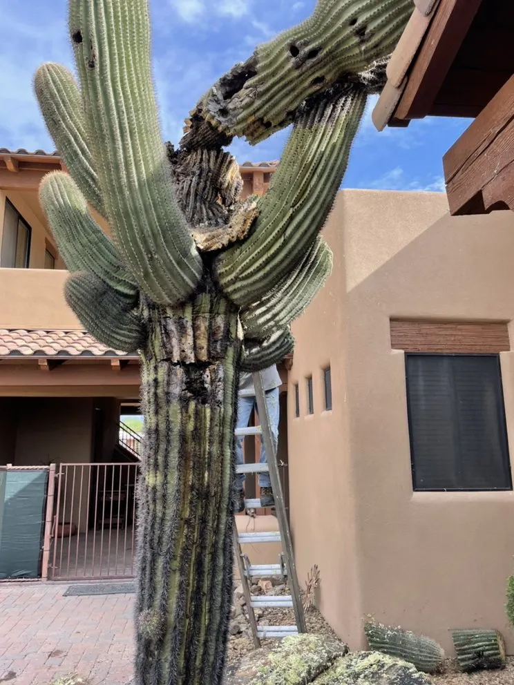 Expert outdoor landscaping for residential properties in Queen Creek, AZ by NS Landscaping