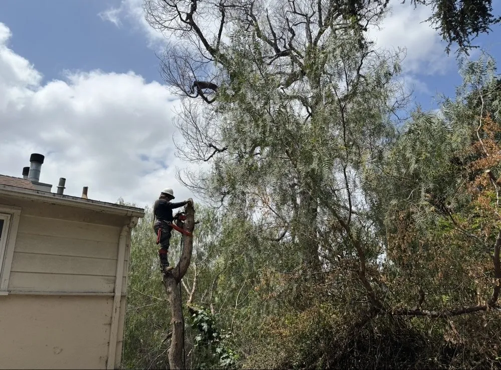 Expert landscape installation in Lancaster, CA by NSH Tree Services
