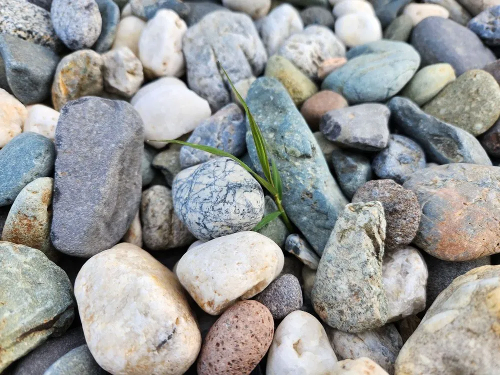 Local lawn mowing service experts serving Elk Grove, CA - NT Landscaping Service