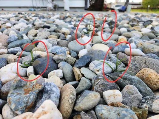 NT Landscaping Service