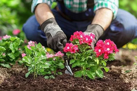 Affordable landscape installation experts serving Frisco, TX - NTX Mow