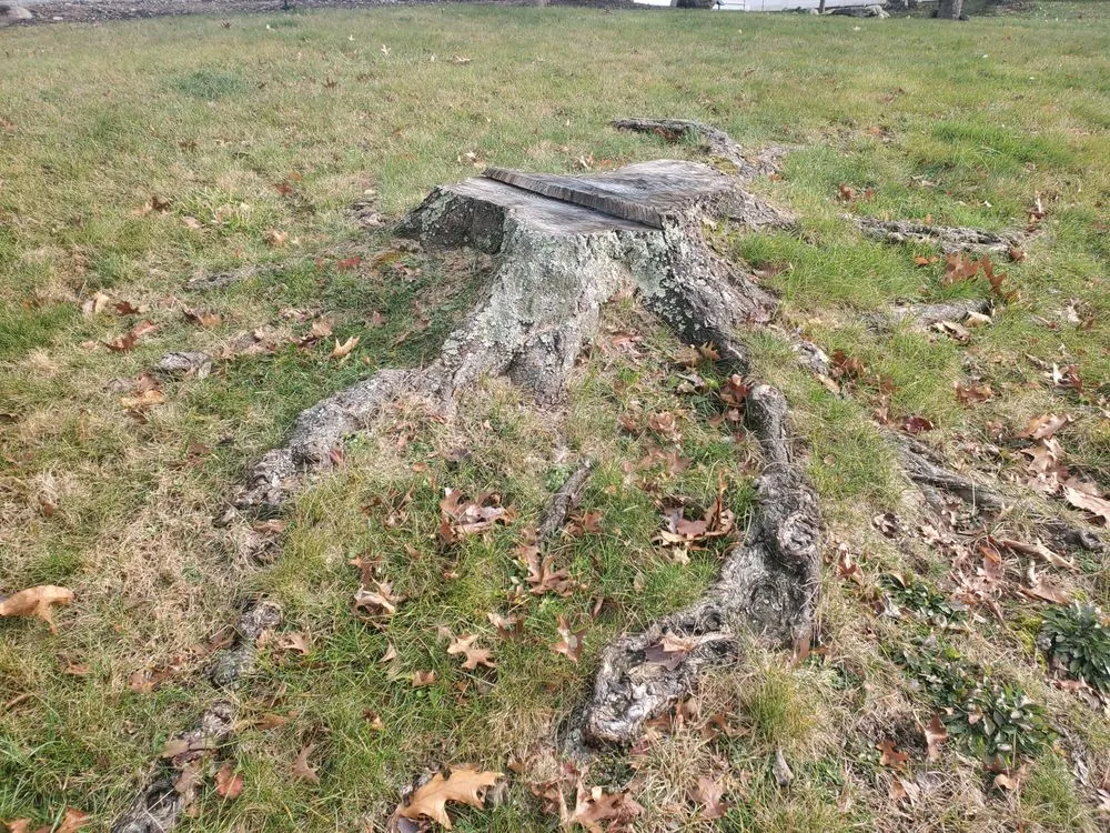 Top-rated yard maintenance in Bardonia, NY - Nu Age Tree and Lawn Care