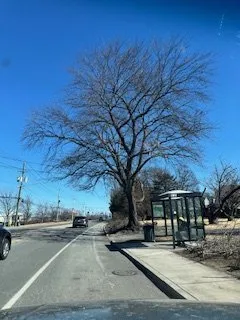 Trusted yard cleanup service experts serving Bardonia, NY - Nu Age Tree and Lawn Care