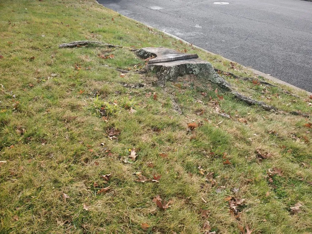 Reliable landscape design in Bardonia, NY by Nu Age Tree and Lawn Care