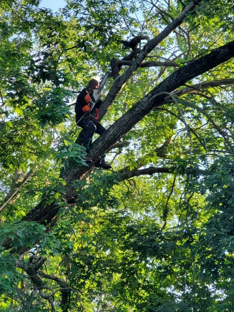 Affordable yard maintenance experts serving Newport News, VA - Nu Era Janitorial