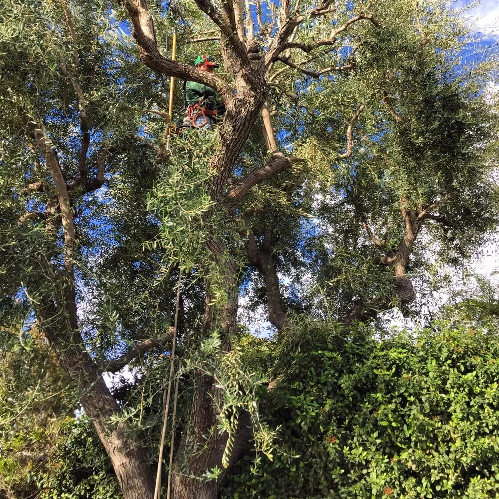 Expert yard maintenance experts serving Orange, CA - Nu Image Landscaping