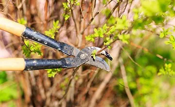 Top-rated lawn care service in Tampa, FL - Nu Look Lawn Service Corp.