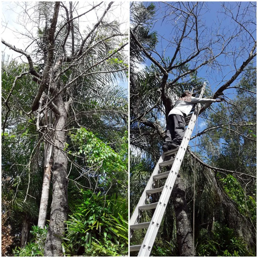 Custom residential landscaping experts serving Tampa, FL - Nu Look Lawn Service Corp.