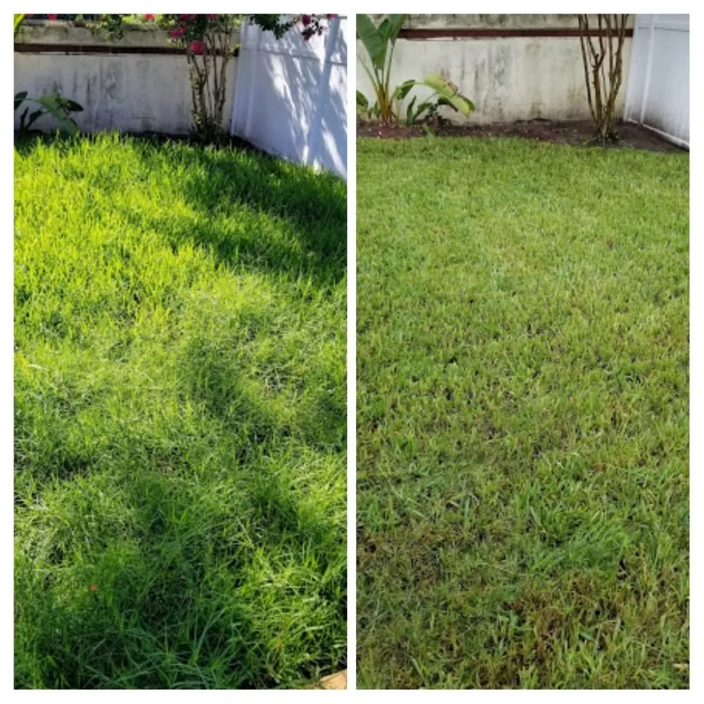 Top-rated yard maintenance experts serving Tampa, FL - Nu Look Lawn Service Corp.
