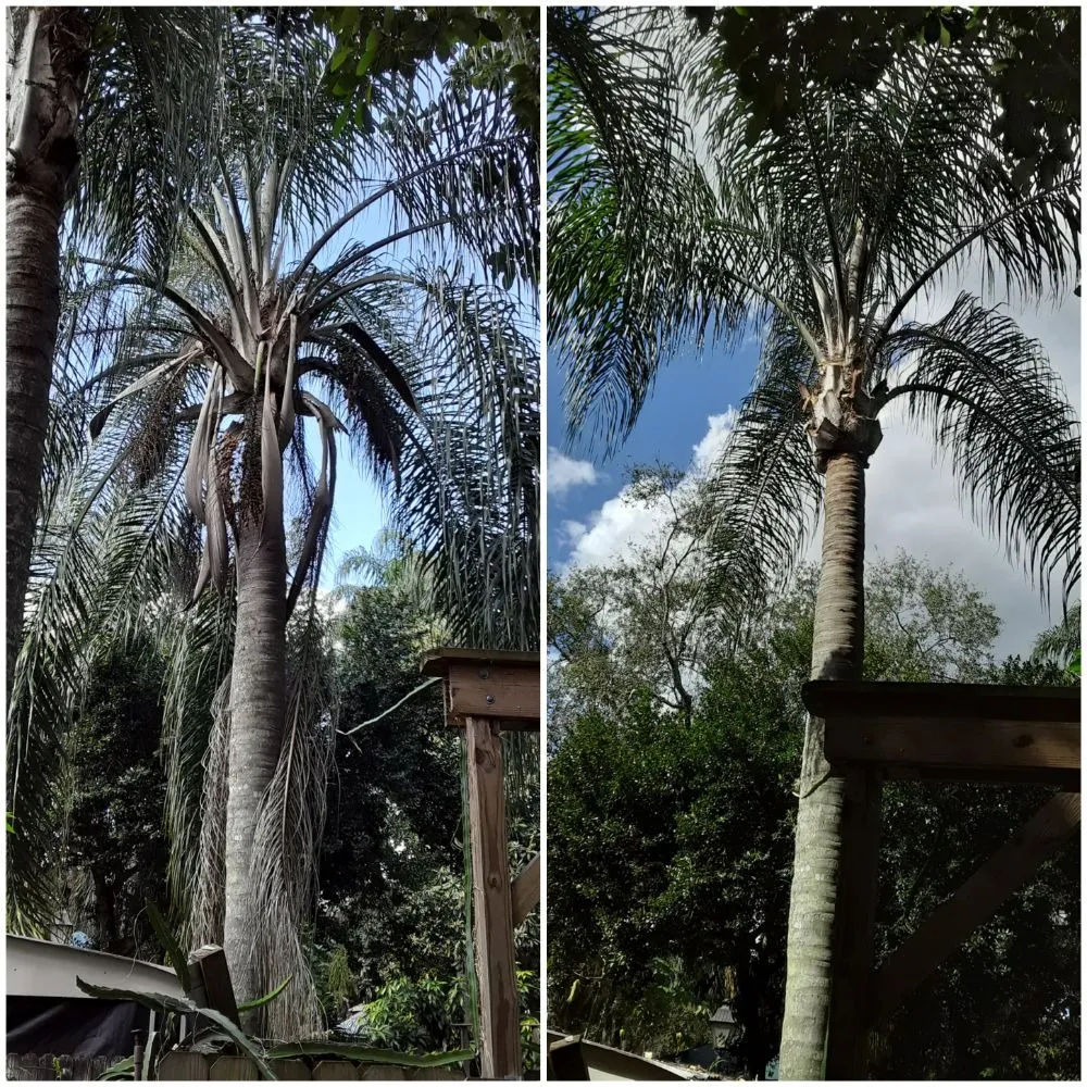 Top-rated lawn care service for year-round maintenance across Tampa, FL - Nu Look Lawn Service Corp.