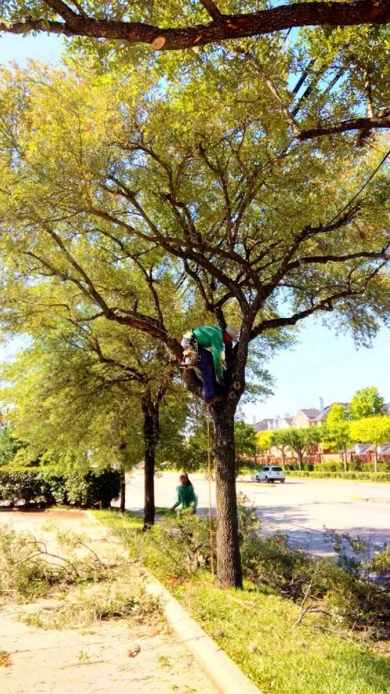 Professional yard maintenance for beautiful yards across Houston, TX - Nu Roots Tree Services