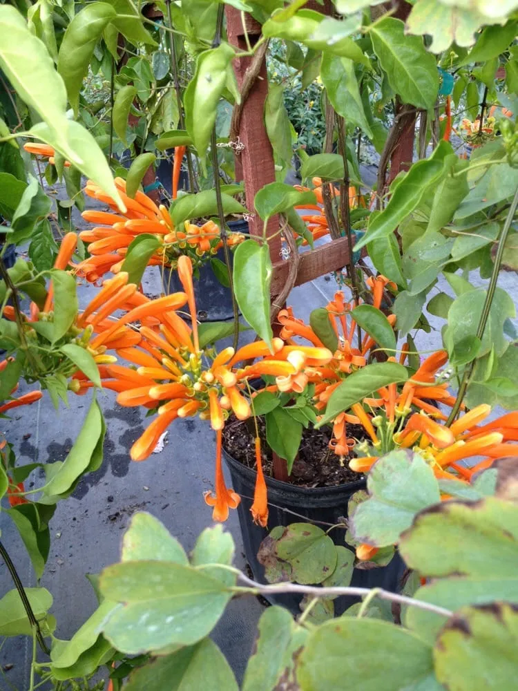 Local landscaping services experts serving Pompano Beach, FL - Nu Turf of Pompano Beach