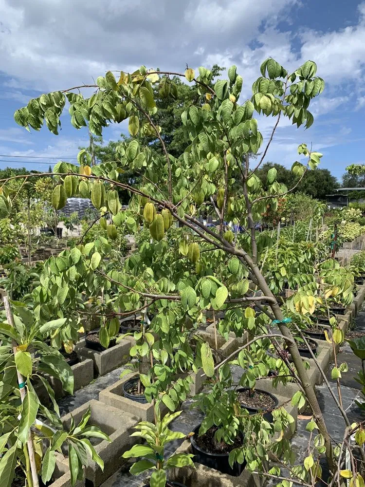 Professional residential landscaping in Pompano Beach, FL by Nu Turf of Pompano Beach