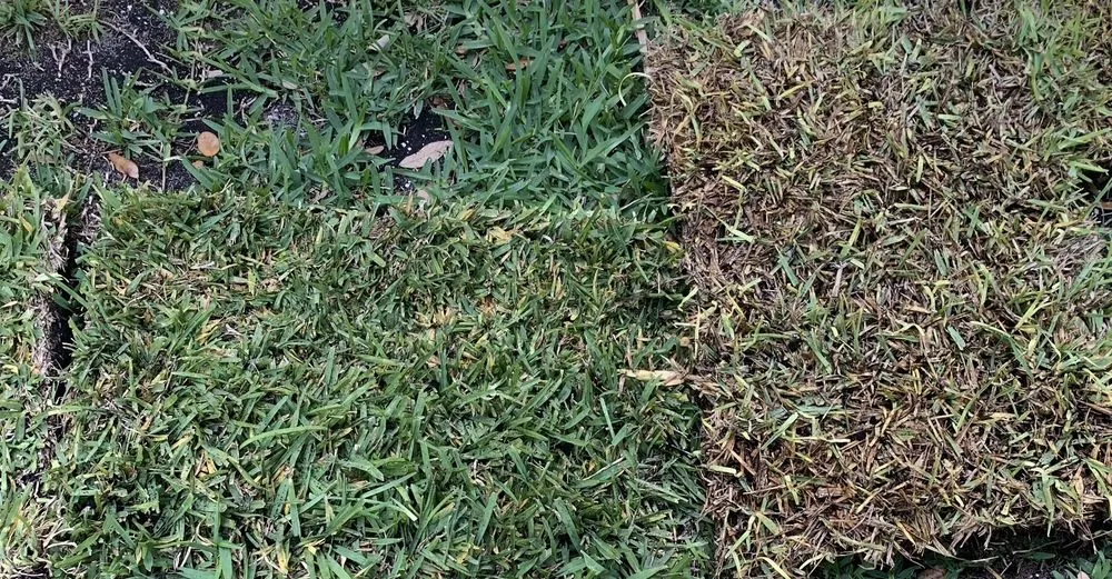 Reliable lawn mowing service experts serving Pompano Beach, FL - Nu Turf of Pompano Beach