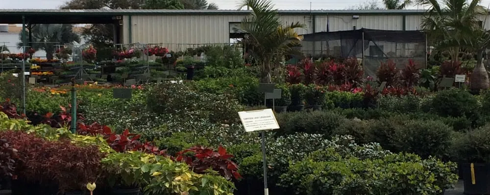 Custom landscaping services for outdoor upgrades across Pompano Beach, FL - Nu Turf of Pompano Beach