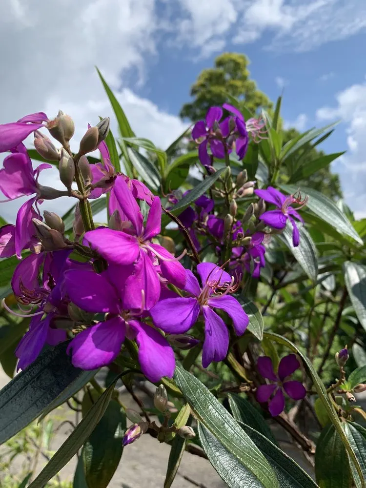 Professional lawn care service with custom design across Pompano Beach, FL - Nu Turf of Pompano Beach