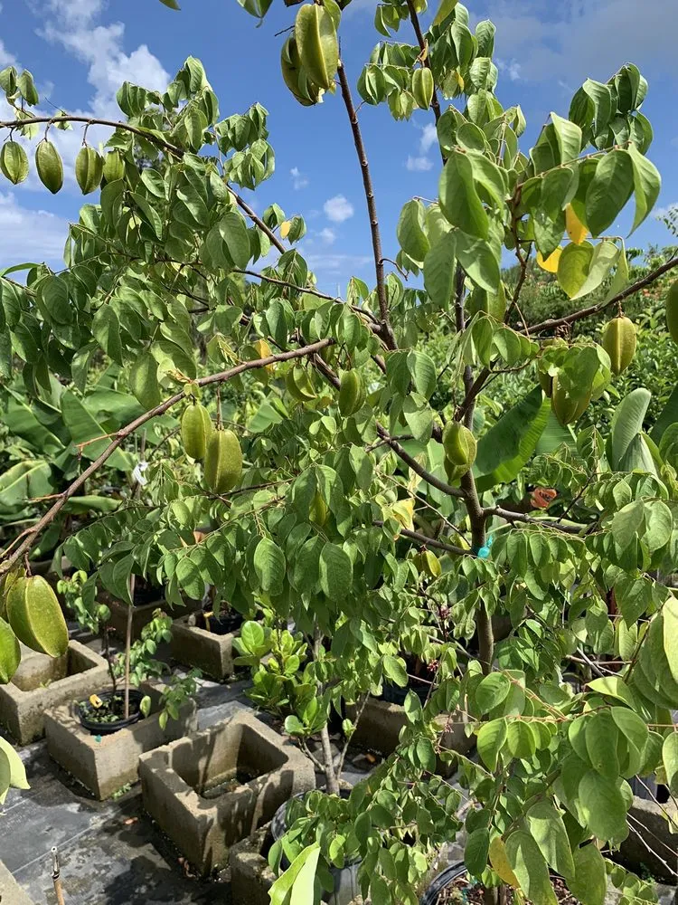 Trusted garden landscaping for outdoor upgrades across Pompano Beach, FL - Nu Turf of Pompano Beach