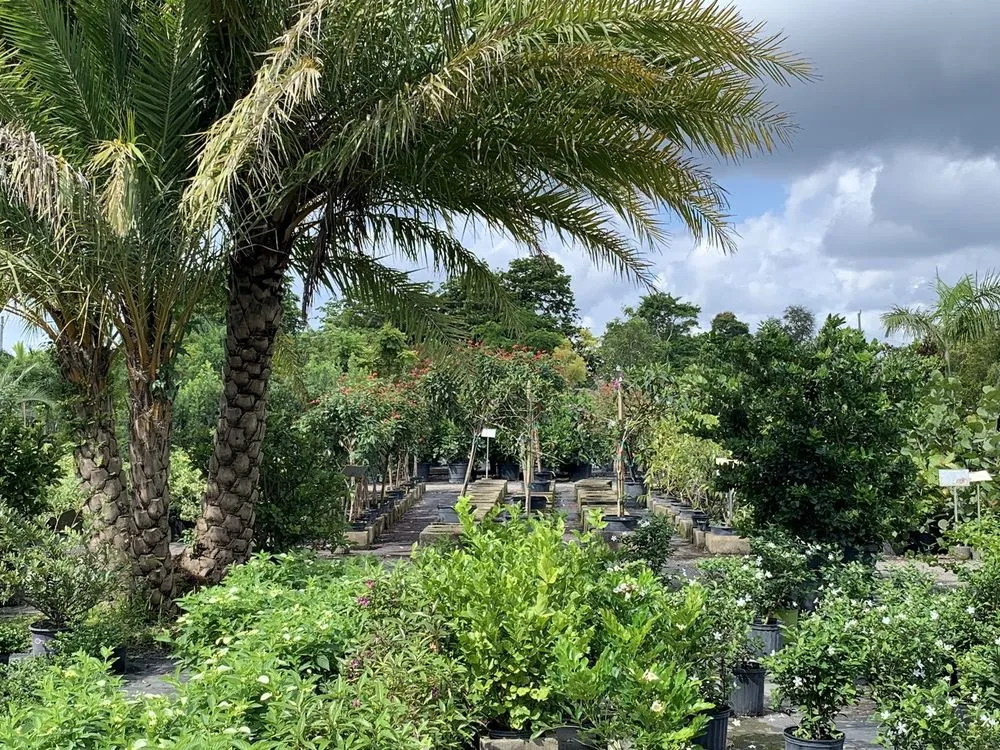 Local residential landscaping in Pompano Beach, FL - Nu Turf of Pompano Beach