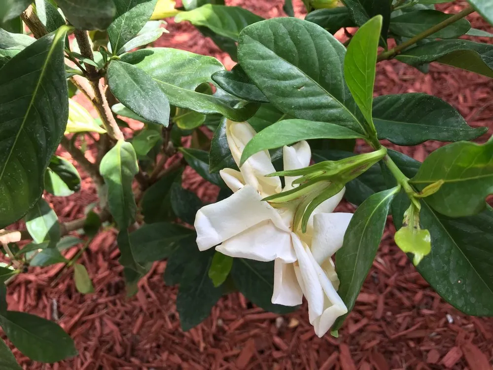 Custom landscape installation experts serving Pompano Beach, FL - Nu Turf of Pompano Beach