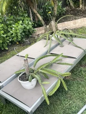 Nu Turf of Pompano Beach