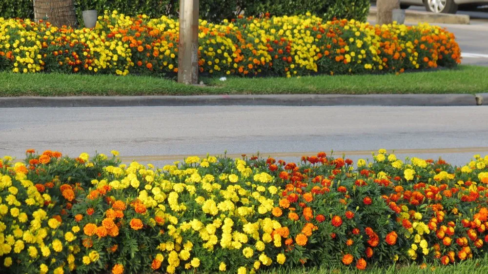 Trusted landscape design in Beaumont, TX - Number One Lawn Service