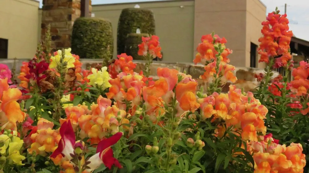 Trusted residential landscaping in Beaumont, TX - Number One Lawn Service