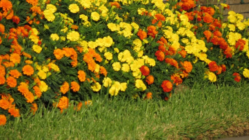 Trusted yard cleanup service experts serving Beaumont, TX - Number One Lawn Service